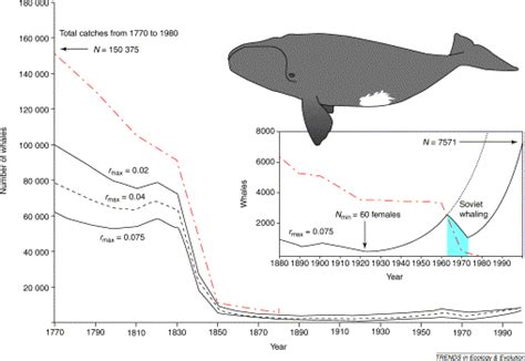 whale population by species